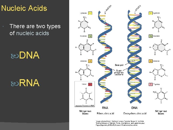 Nucleic Acids There are two types of nucleic acids DNA RNA 