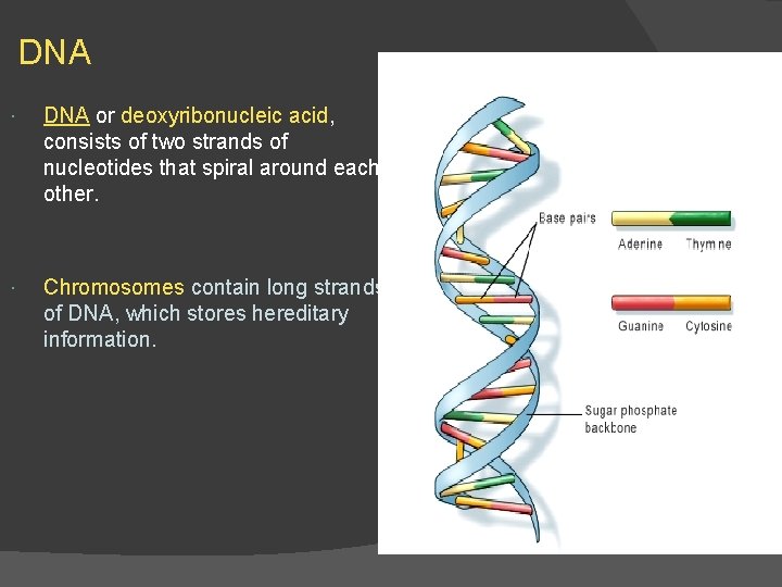 DNA or deoxyribonucleic acid, consists of two strands of nucleotides that spiral around each