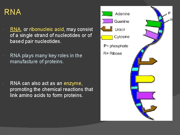 RNA RNA, or ribonucleic acid, may consist of a single strand of nucleotides or