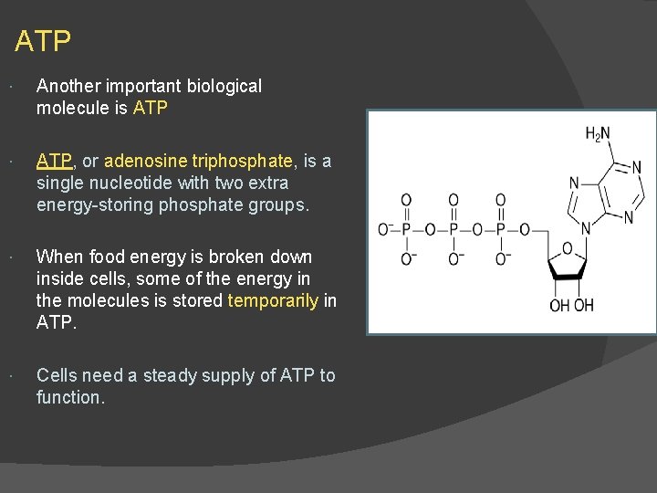 ATP Another important biological molecule is ATP, or adenosine triphosphate, is a single nucleotide