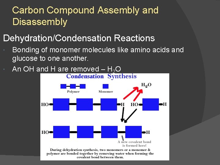 Carbon Compound Assembly and Disassembly Dehydration/Condensation Reactions Bonding of monomer molecules like amino acids