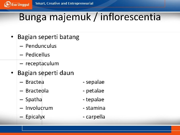 Bunga majemuk / inflorescentia • Bagian seperti batang – Pendunculus – Pedicellus – receptaculum