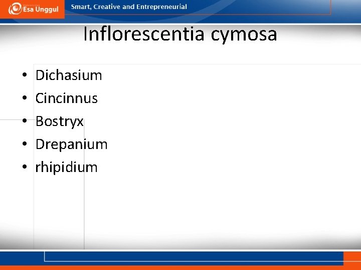 Inflorescentia cymosa • • • Dichasium Cincinnus Bostryx Drepanium rhipidium 