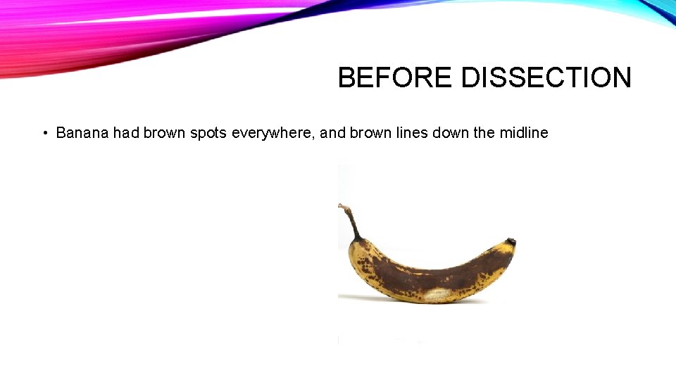 BEFORE DISSECTION • Banana had brown spots everywhere, and brown lines down the midline