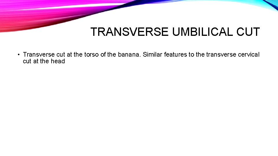 TRANSVERSE UMBILICAL CUT • Transverse cut at the torso of the banana. Similar features