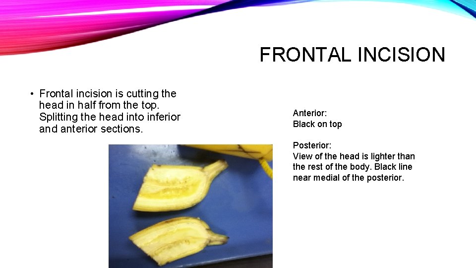 BANANA AUTOPSY Shadi and Karam WHAT IS AN