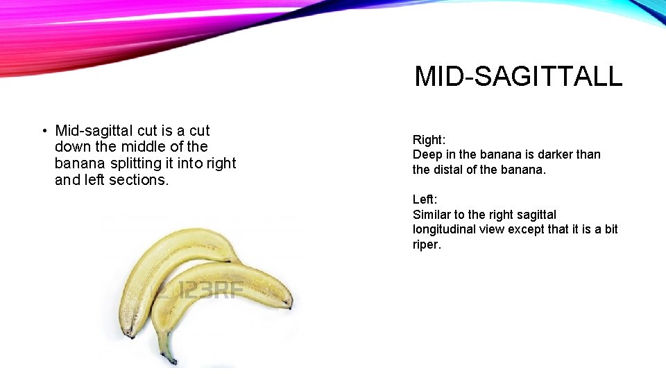 BANANA AUTOPSY Shadi and Karam WHAT IS AN