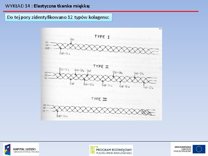 WYKŁAD 14 : Elastyczna tkanka miękka; Do tej pory zidentyfikowano 12 typów kolagenu: 