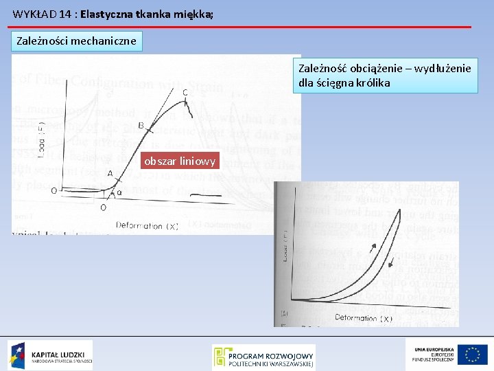 WYKŁAD 14 : Elastyczna tkanka miękka; Zależności mechaniczne Zależność obciążenie – wydłużenie dla ścięgna