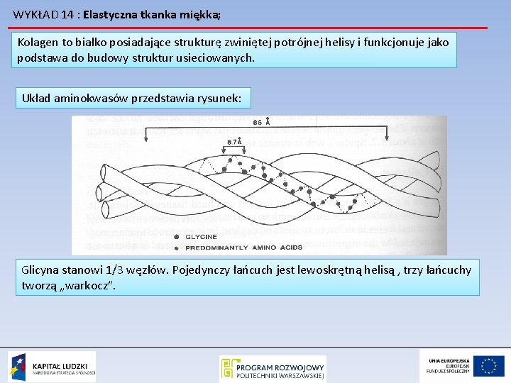 WYKŁAD 14 : Elastyczna tkanka miękka; Kolagen to białko posiadające strukturę zwiniętej potrójnej helisy