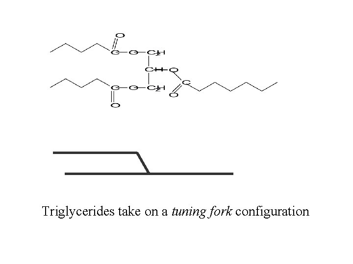 Triglycerides take on a tuning fork configuration 