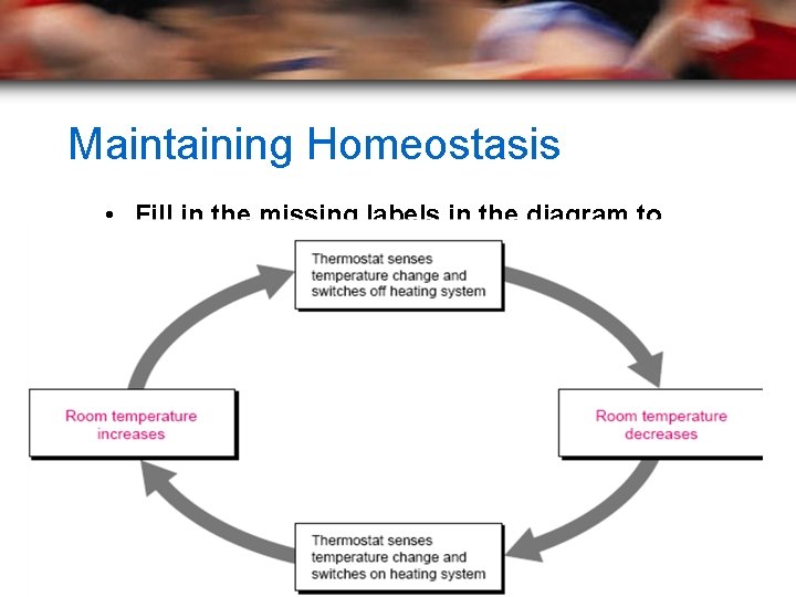 Maintaining Homeostasis • Fill in the missing labels in the diagram to show a