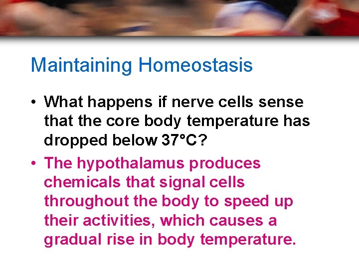 Maintaining Homeostasis • What happens if nerve cells sense that the core body temperature