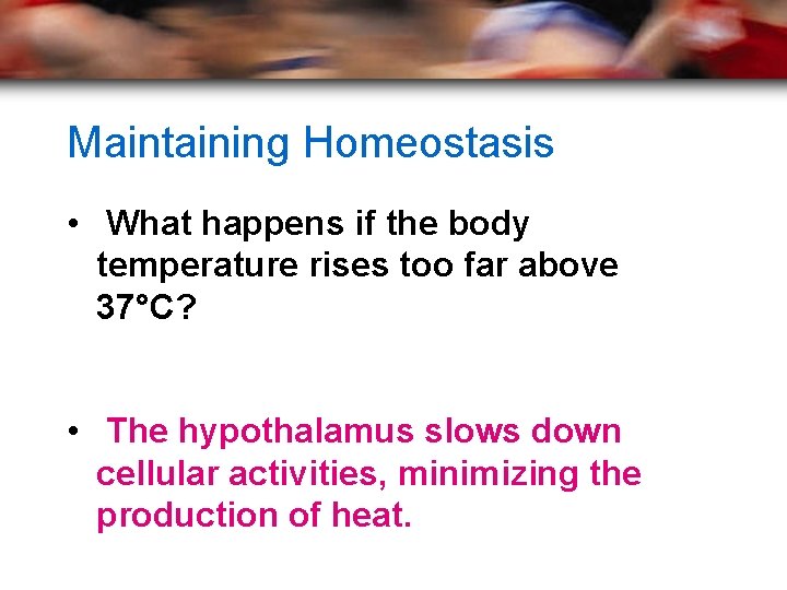 Maintaining Homeostasis • What happens if the body temperature rises too far above 37°C?