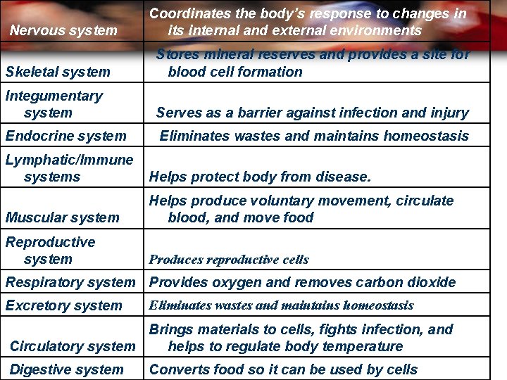 Nervous system Coordinates the body’s response to changes in its internal and external environments