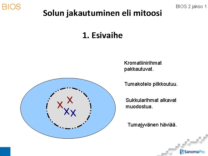 BIOS Solun jakautuminen eli mitoosi BIOS 2 jakso 1 1. Esivaihe Kromatiinirihmat pakkautuvat. Tumakotelo