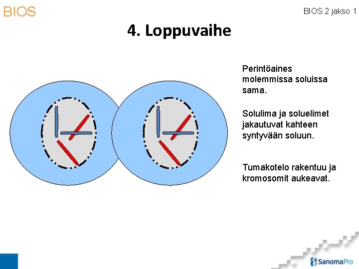 BIOS 2 jakso 1 4. Loppuvaihe Perintöaines molemmissa soluissa sama. Solulima ja soluelimet jakautuvat