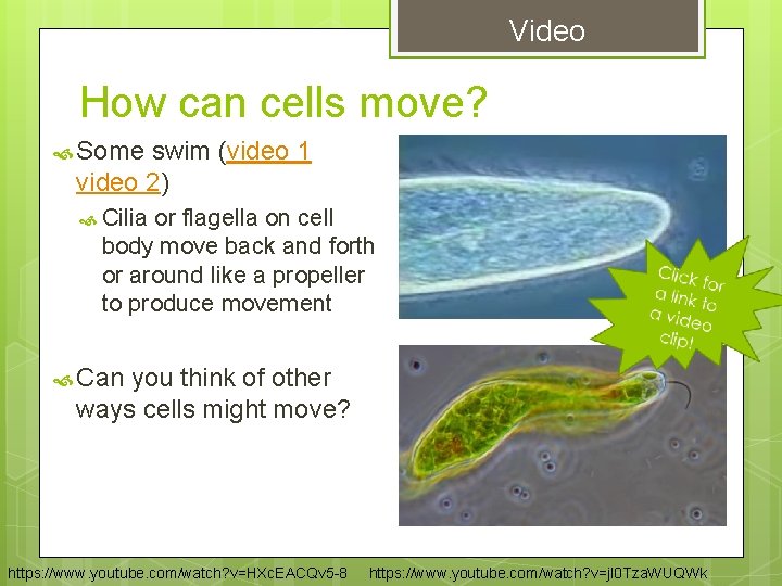Video How can cells move? Some swim (video 1 video 2) Cilia or flagella Video How can cells move? Some swim (video 1 video 2) Cilia or flagella