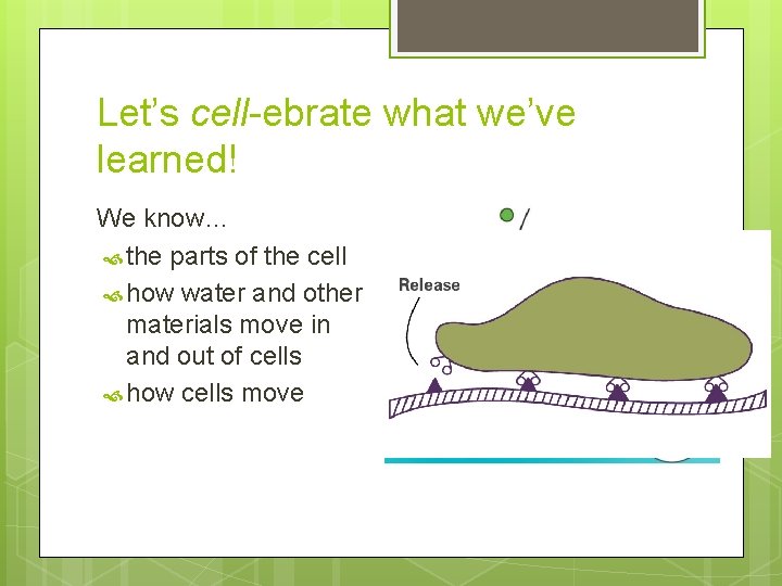 Let’s cell-ebrate what we’ve learned! We know… the parts of the cell how water Let’s cell-ebrate what we’ve learned! We know… the parts of the cell how water