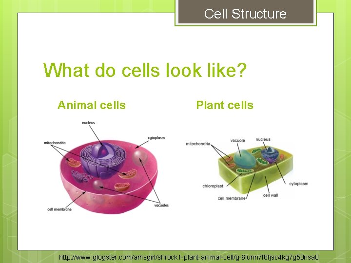 Cell Structure What do cells look like? Animal cells Plant cells http: //www. glogster. Cell Structure What do cells look like? Animal cells Plant cells http: //www. glogster.