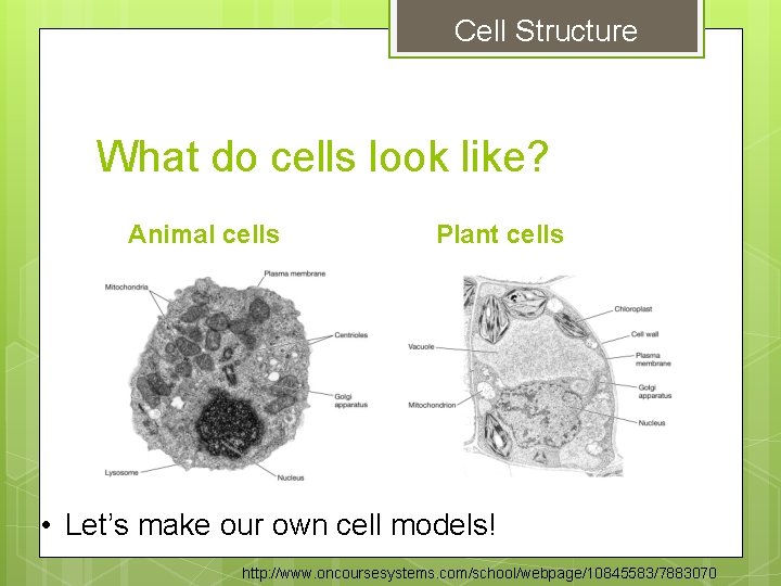 Cell Structure What do cells look like? Animal cells Plant cells • Let’s make Cell Structure What do cells look like? Animal cells Plant cells • Let’s make