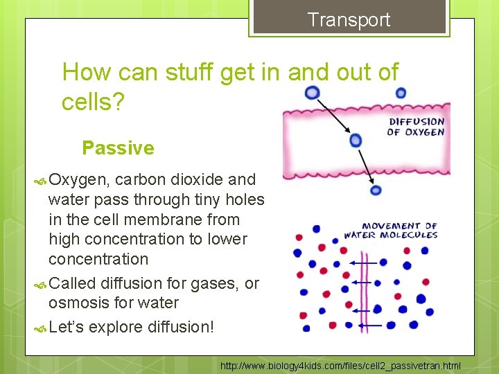 Transport How can stuff get in and out of cells? Passive Oxygen, carbon dioxide Transport How can stuff get in and out of cells? Passive Oxygen, carbon dioxide