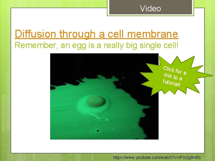Video Diffusion through a cell membrane Remember, an egg is a really big single Video Diffusion through a cell membrane Remember, an egg is a really big single