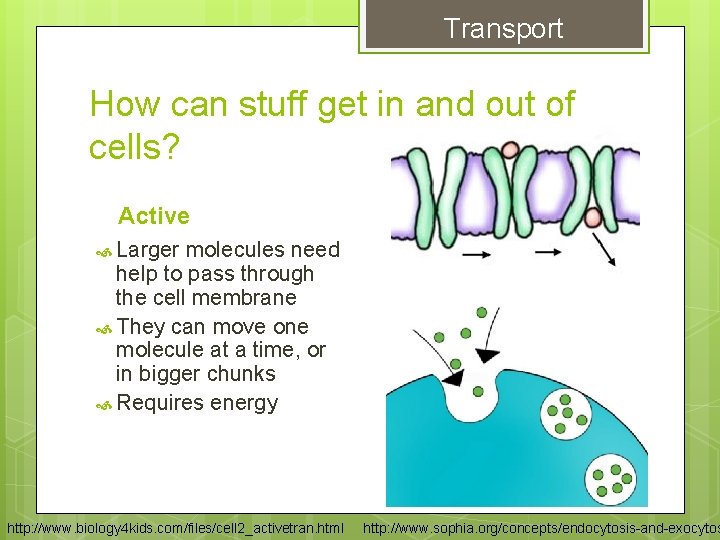Transport How can stuff get in and out of cells? Active Larger molecules need Transport How can stuff get in and out of cells? Active Larger molecules need
