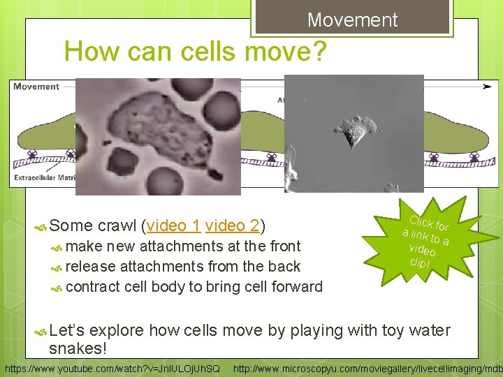 Movement How can cells move? Some crawl (video 1 video 2) make new attachments Movement How can cells move? Some crawl (video 1 video 2) make new attachments