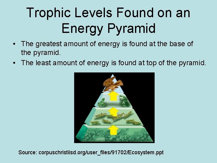 Trophic Levels Found on an Energy Pyramid • The greatest amount of energy is
