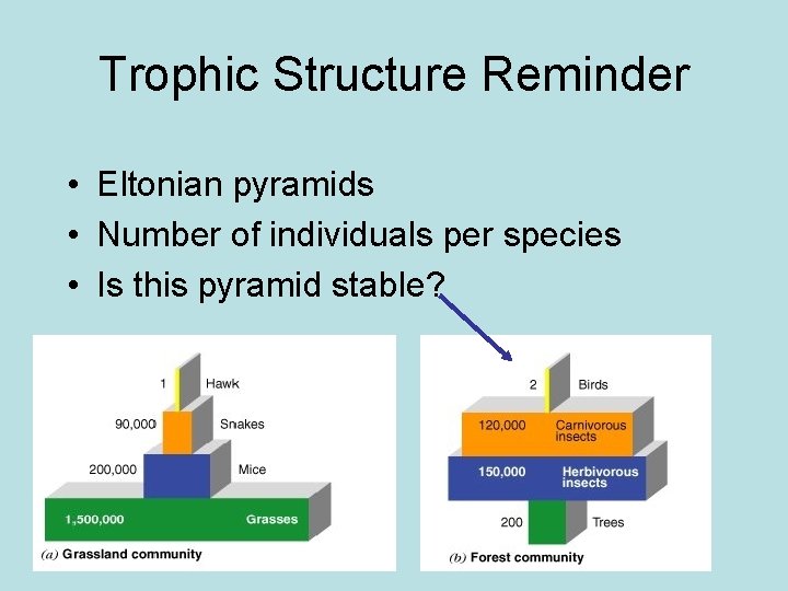 Trophic Structure Reminder • Eltonian pyramids • Number of individuals per species • Is