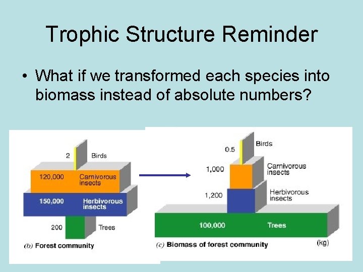 Trophic Structure Reminder • What if we transformed each species into biomass instead of