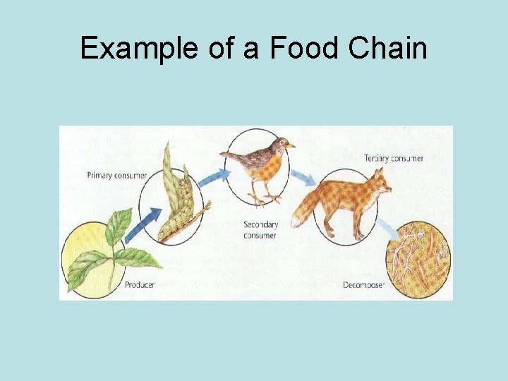 Example of a Food Chain 