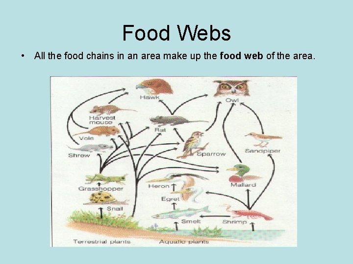 Food Webs • All the food chains in an area make up the food
