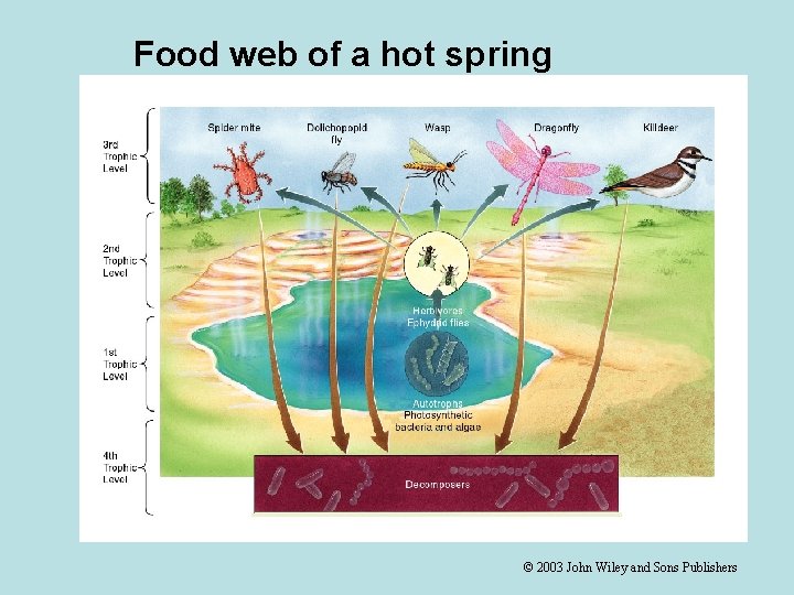 Food web of a hot spring © 2003 John Wiley and Sons Publishers 