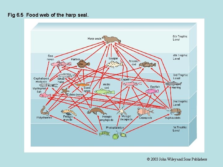 Fig 6. 5 Food web of the harp seal. © 2003 John Wiley and