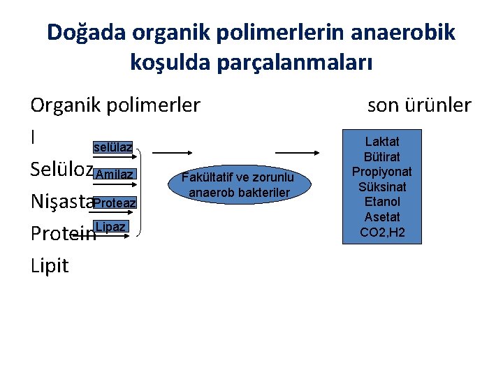 Doğada organik polimerlerin anaerobik koşulda parçalanmaları Organik polimerler I selülaz Selüloz Amilaz Fermantasyon Fakültatif
