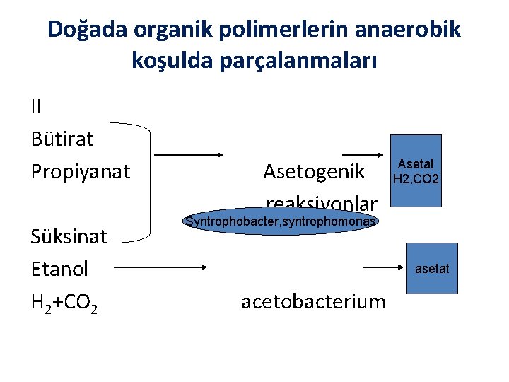 Doğada organik polimerlerin anaerobik koşulda parçalanmaları II Bütirat Propiyanat Süksinat Etanol H 2+CO 2