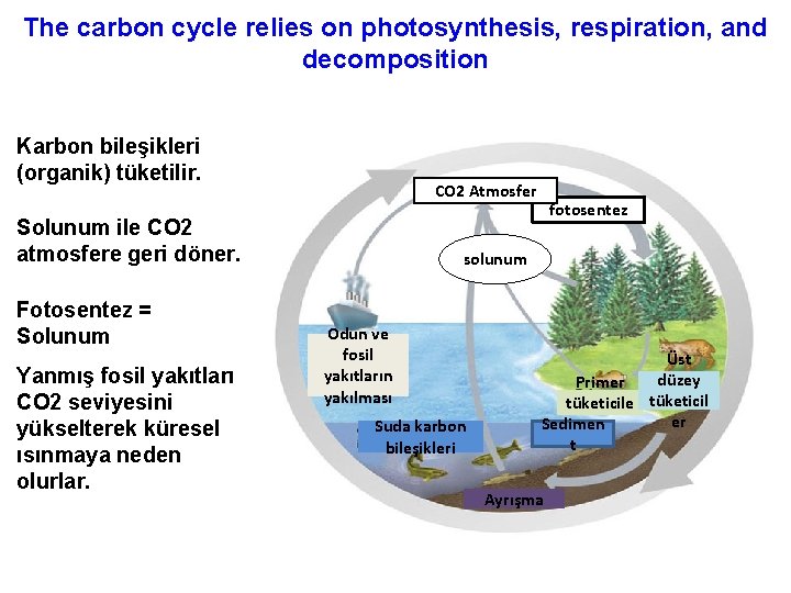 The carbon cycle relies on photosynthesis, respiration, and decomposition Karbon bileşikleri (organik) tüketilir. CO