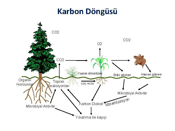 Karbon Döngüsü CO 2 O 2 CO 2 Yaprak döküntüleri Organik Horizonlar Toprak Reaksiyonları