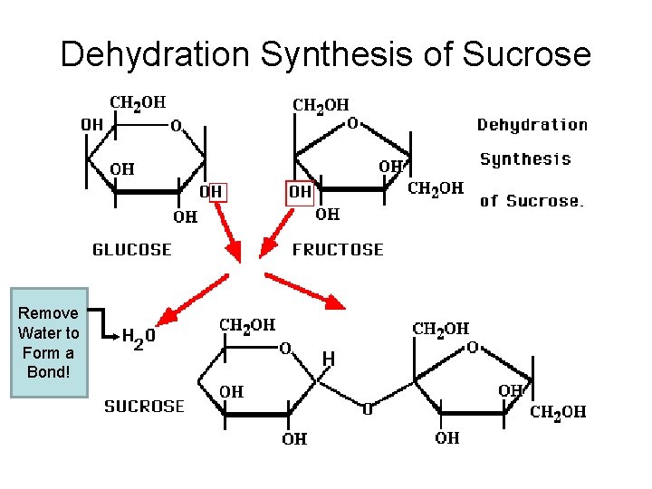 Dehydration Synthesis of Sucrose Remove Water to Form a Bond! 