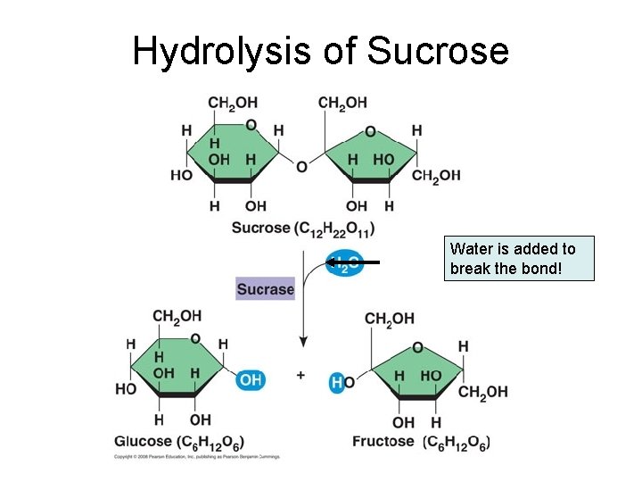 Hydrolysis of Sucrose Water is added to break the bond! 