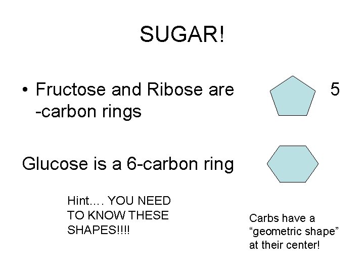 SUGAR! • Fructose and Ribose are -carbon rings 5 Glucose is a 6 -carbon