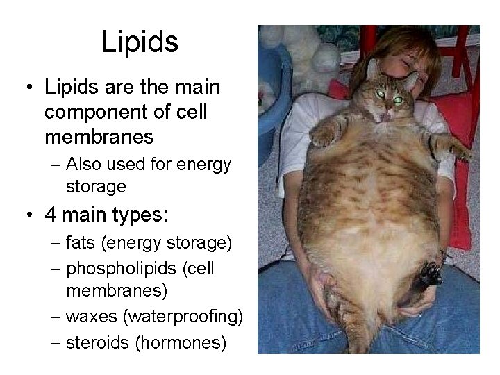 Lipids • Lipids are the main component of cell membranes – Also used for