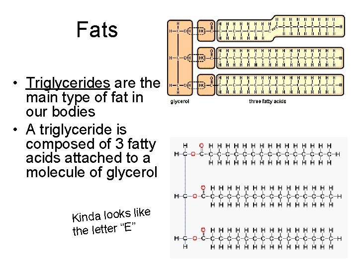 Fats • Triglycerides are the main type of fat in our bodies • A