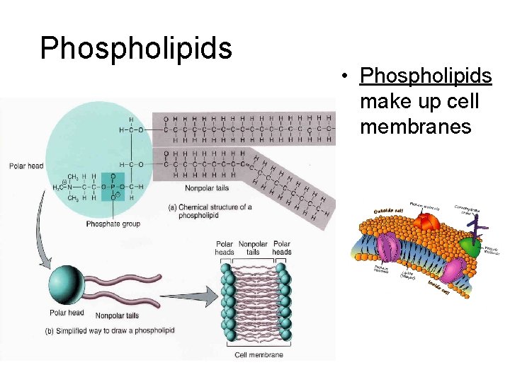 Phospholipids • Phospholipids make up cell membranes 