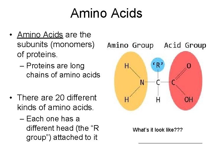Amino Acids • Amino Acids are the subunits (monomers) of proteins. – Proteins are