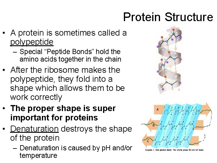Protein Structure • A protein is sometimes called a polypeptide – Special “Peptide Bonds”