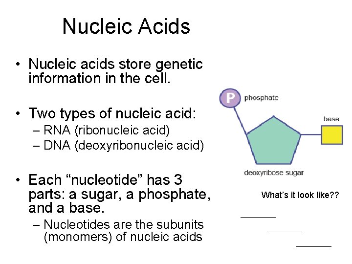 Nucleic Acids • Nucleic acids store genetic information in the cell. • Two types