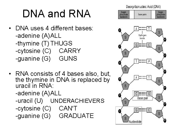 DNA and RNA • DNA uses 4 different bases: -adenine (A)ALL -thymine (T) THUGS